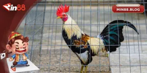 Hướng Dẫn Cá Độ Đá Gà Tre Trực Tuyến Cho Người Mới Bắt Đầu